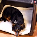 TAMI Aufblasbare Hundebox für Beifahrersitz & Rücksitz mit Airbagfunktion